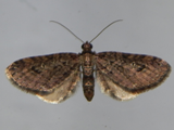 Eupithecia infelix